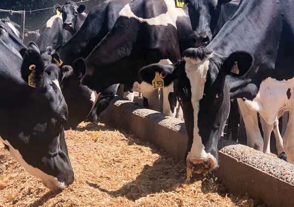 Fresian cows feeding on maize silage in concrete trough