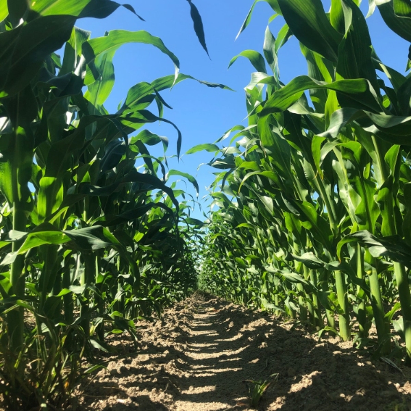 Looking down two leafy rows of PAC 24 AriDapt™ maize with soil and blue sky in between