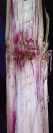 Stalk disease - Gibberella stalk rot