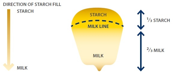 milk line