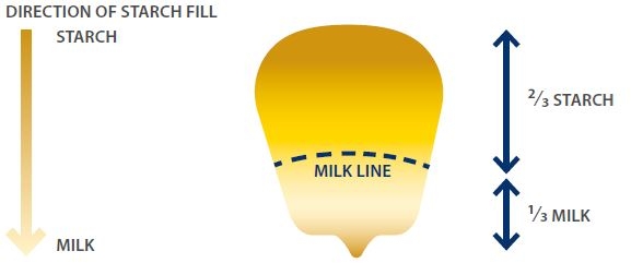 milk line monitoring back line maize