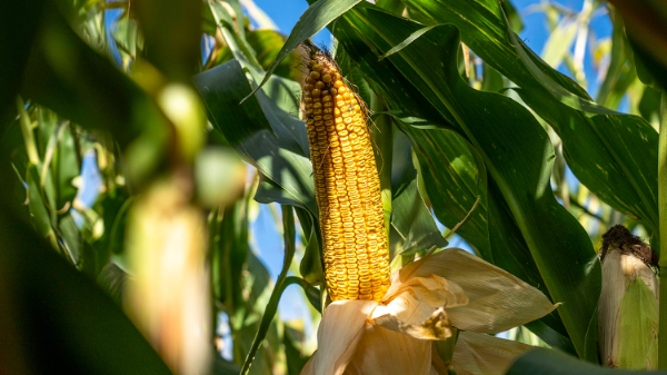 Harvesting PAC 400 maize crop