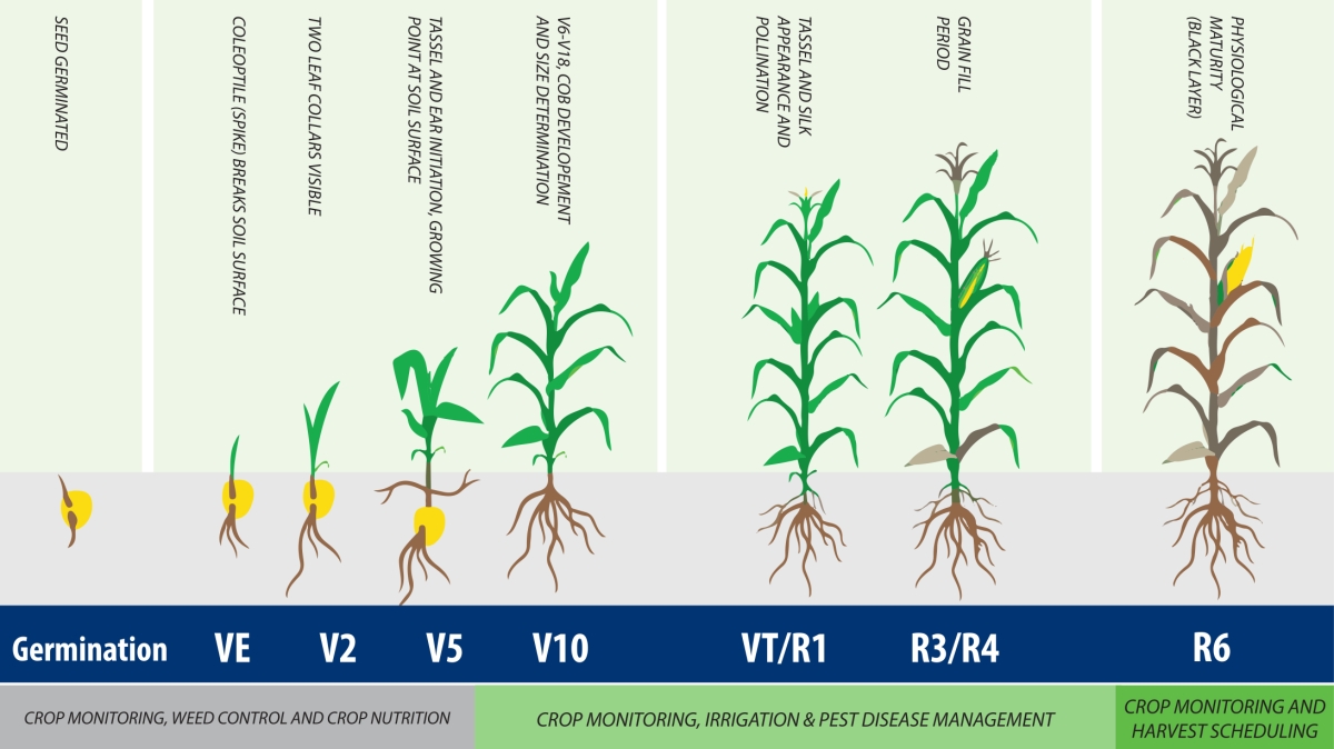Table showing the growth stages of maize from germination through to harvest