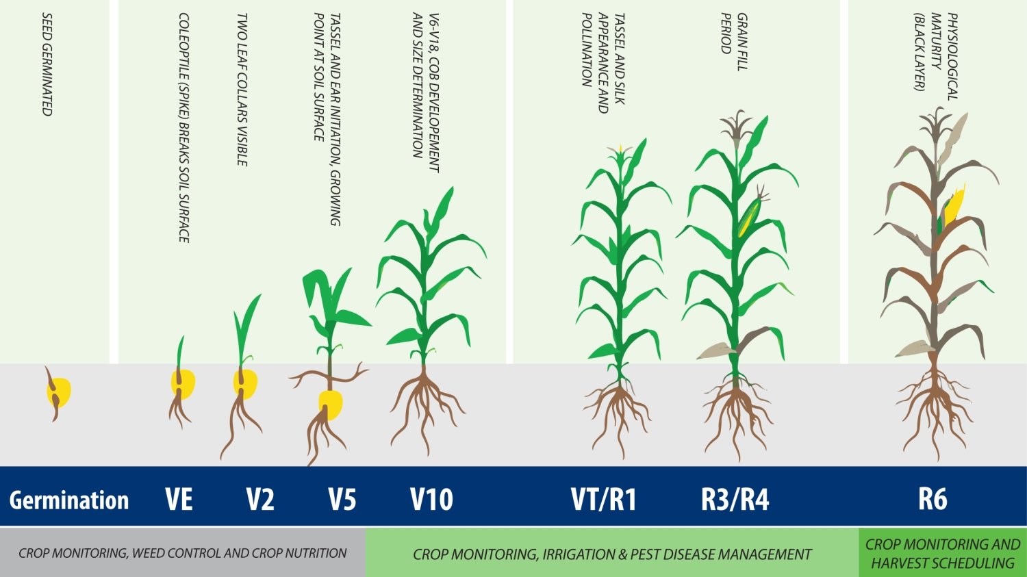 Meize Growing Maize Growth Stages Pdf at Eileen Marvin blog