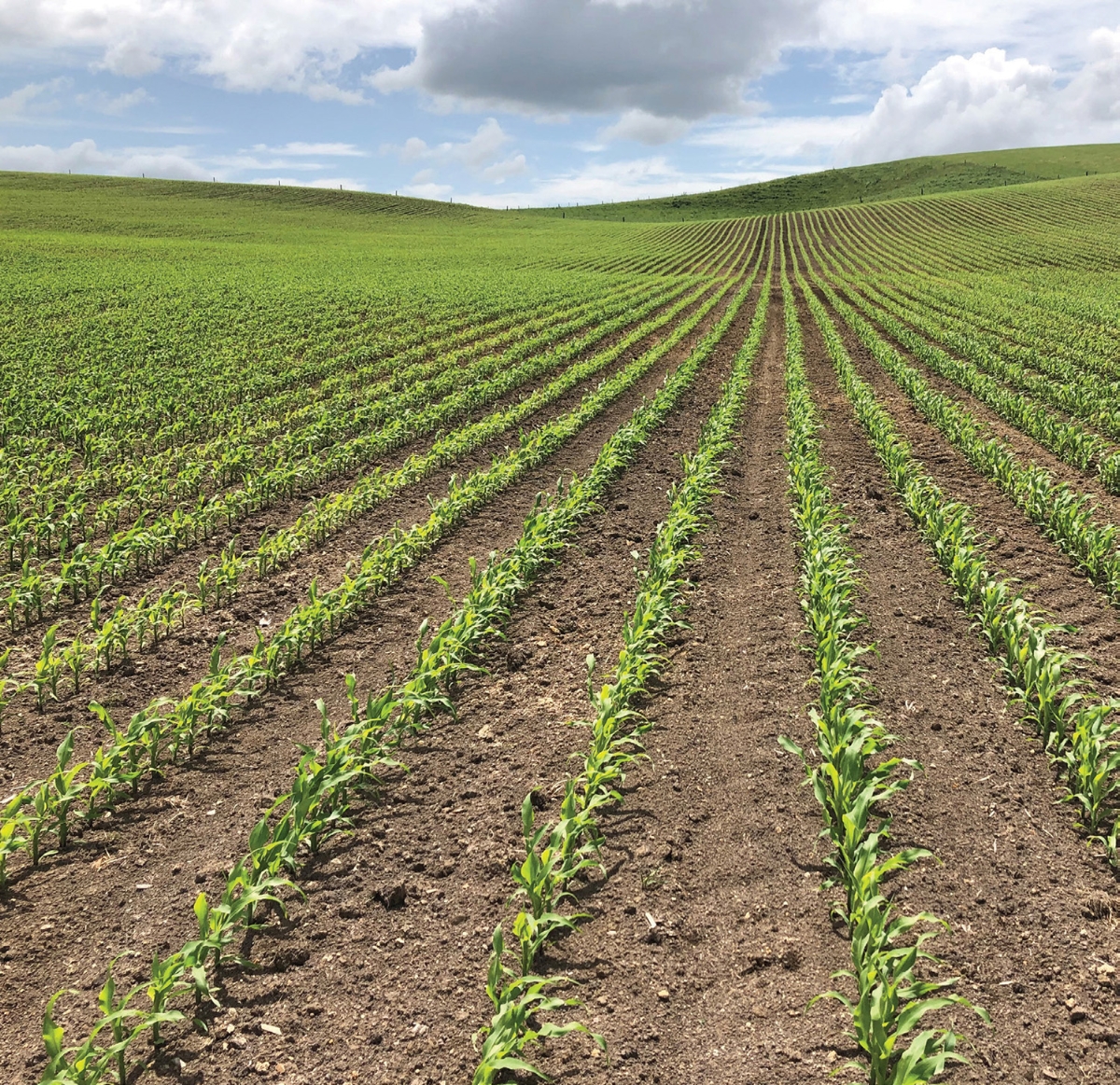 Maize Rows Replant Policy | Corson Maize