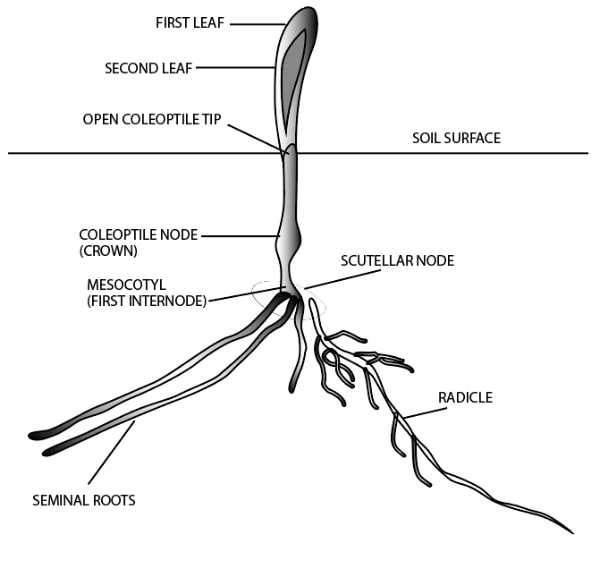 Root diagram