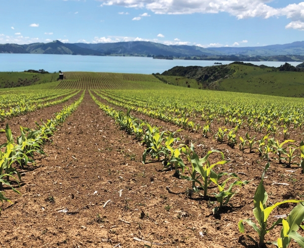 Rows of young maize growing in paddock, sloping down to water and mountains in background