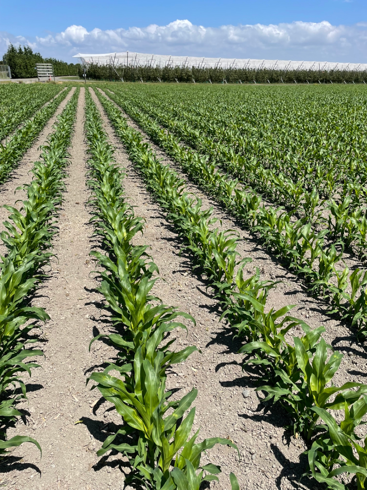Setting Maize Size and Shape of Maize Seed | Growing Maize | Corson Maize