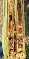 Stalk disease - Bacterial stalk rot