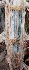 Stalk disease - Charcoal rot
