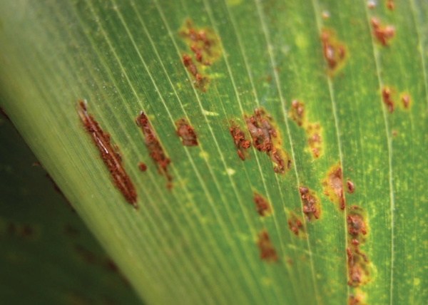Pests and Diseases | Growing Maize | Corson Maize