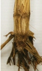 Stalk disease - Fusarium stalk rot