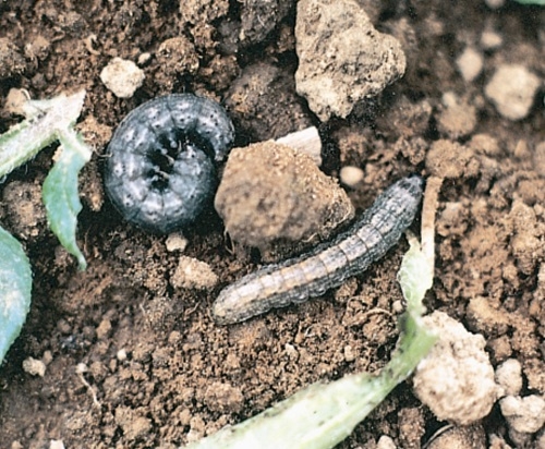 Pest - Greasy Cutworm