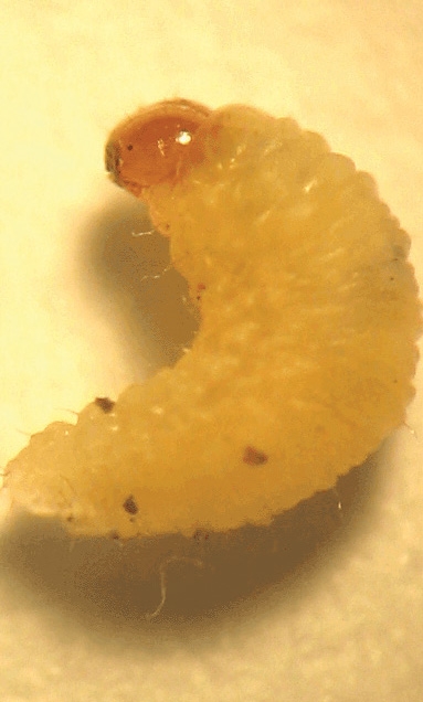 Pest - Argentine Stem Weevil