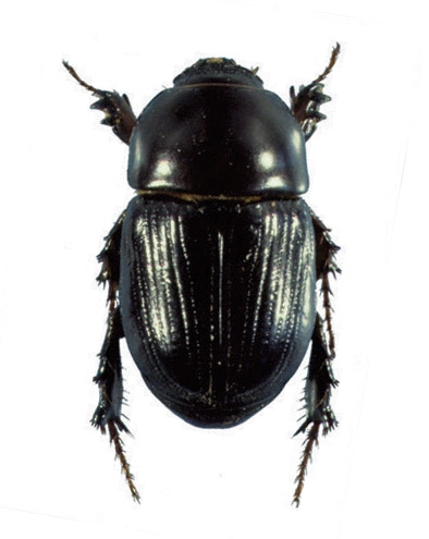 Pest - Black Beetle