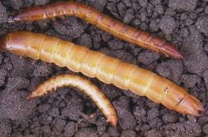 Pest - Wireworm