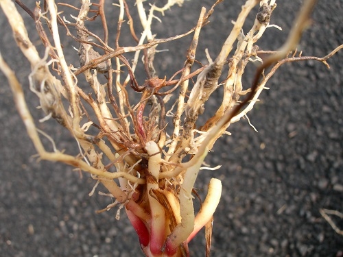 Root disease - Root Necrosis