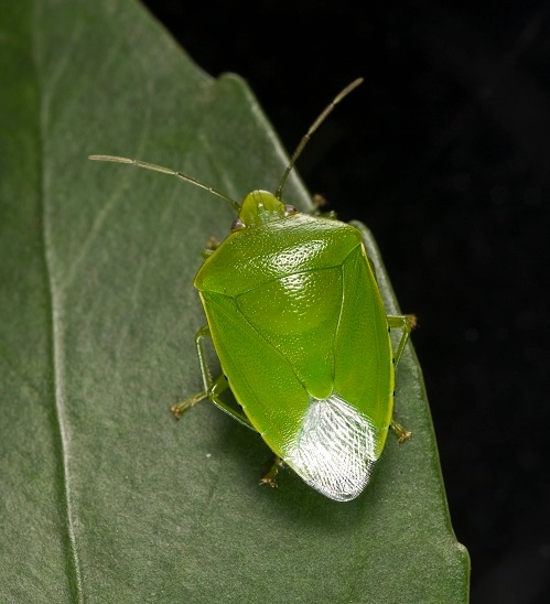 Pest - Green vegetable bug