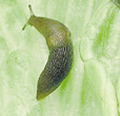 Pest - Slugs
