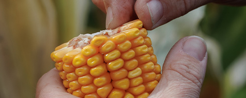 PAC 344 maize hybrid