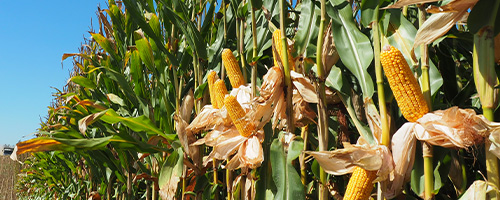 PAC maize hybrid