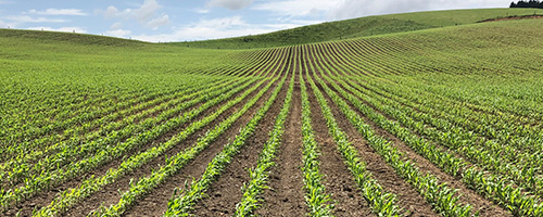 PAC maize hybrid