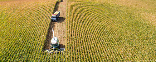 PAC 492 maize hybrid