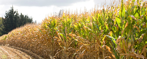 PAC maize hybrid