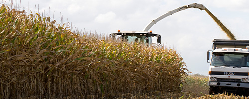PAC 492 maize hybrid