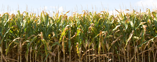 PAC maize hybrid