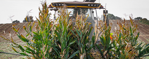 PAC maize hybrid
