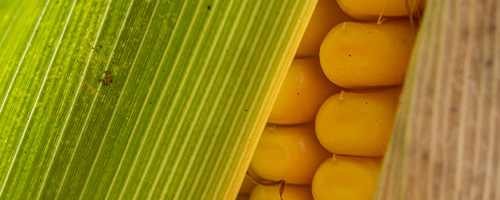 PAC maize hybrid