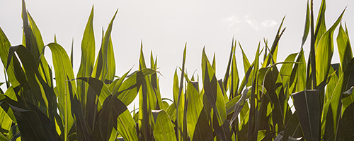 PAC maize hybrid