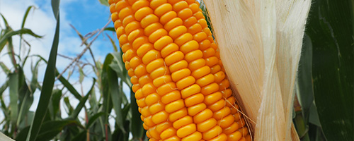 PAC 492 maize hybrid